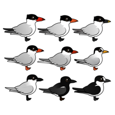 Nine Terns