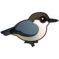 Pygmy Nuthatch