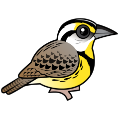 Eastern Meadowlark (perched)
