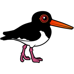 Birdorable Pied Oystercatcher