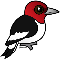 Red-headed Woodpecker