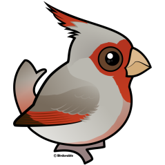Pyrrhuloxia