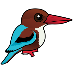 White-throated Kingfisher