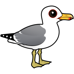 California Gull