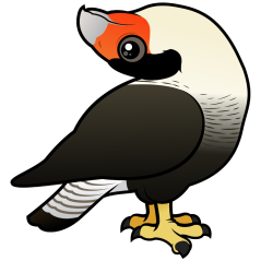 Caracara Display