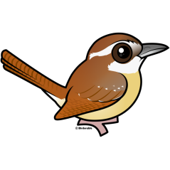 Carolina Wren