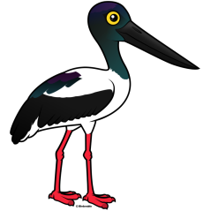 Black-necked Stork