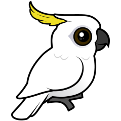 Sulphur-crested Cockatoo crest down