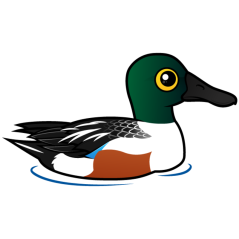 Swimming Northern Shoveler
