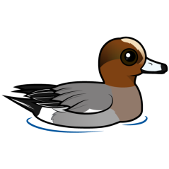 Eurasian Wigeon