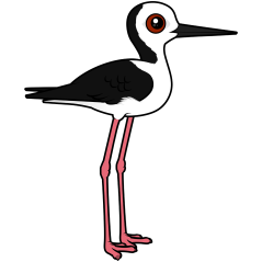 Pied Stilt