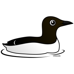 Common Murre (swim)