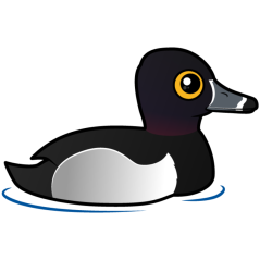 Ring-necked Duck