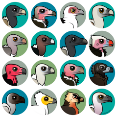 Old World Vultures
