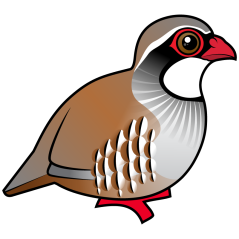 Red-legged Partridge