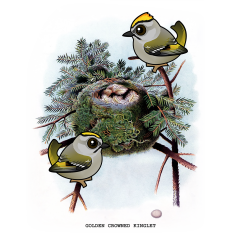 Vintage Golden-crowned Kinglet
