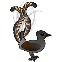 Superb Lyrebird
