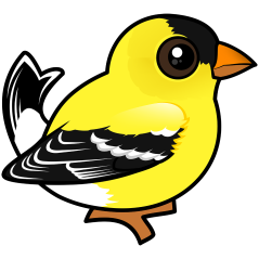 American Goldfinch