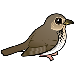 Swainson's Thrush