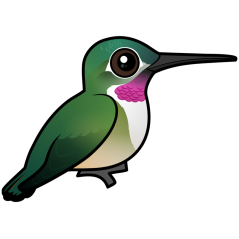 Broad-tailed Hummingbird