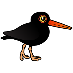 Black Oystercatcher