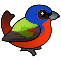 Painted Bunting