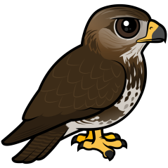 Common Buzzard