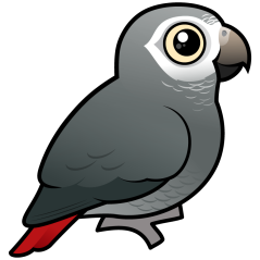 Timneh African Grey
