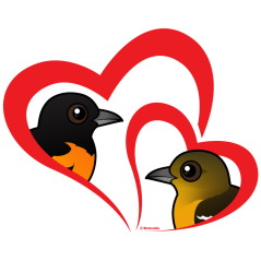 Baltimore Oriole Love