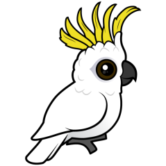Sulphur-crested Cockatoo crest raised
