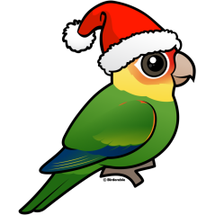 Santa Carolina Parakeet