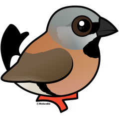Black-throated Finch