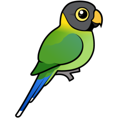 Plum-headed Parakeet female