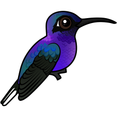 Violet Sabrewing