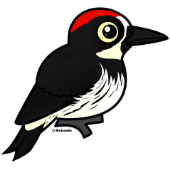 Acorn Woodpecker