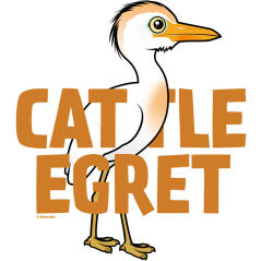 Jumbo Cattle Egret