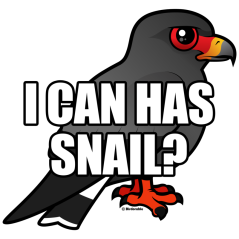 I Can Has Snail? with Snail Kite