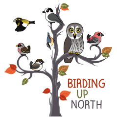 Birding Up North