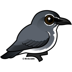 Spectacled Flowerpecker