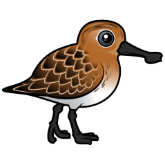 Spoon-billed Sandpiper breeding