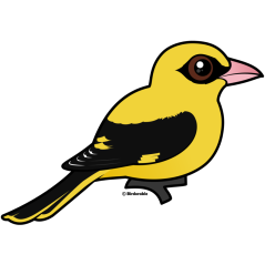 Eurasian Golden Oriole