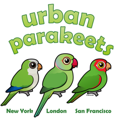 Cute Urban Parakeets