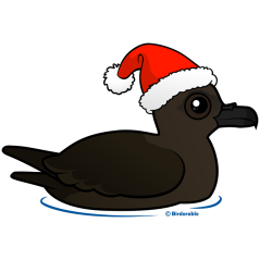 Christmas Christmas Shearwater