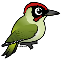 Green Woodpecker