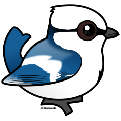 Azure Tit