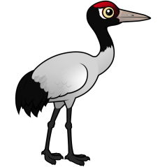 Black-necked Crane