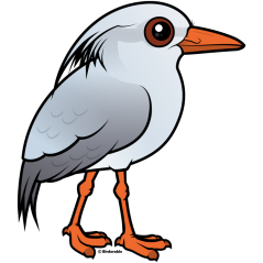 Kagu