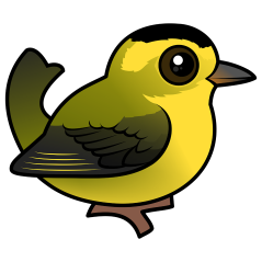 Wilson's Warbler