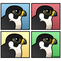 Four Color Peregrine Falcon