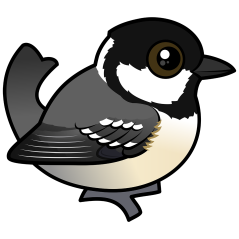 Coal Tit